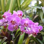 Phipps Conservatory and Botanical Gardens