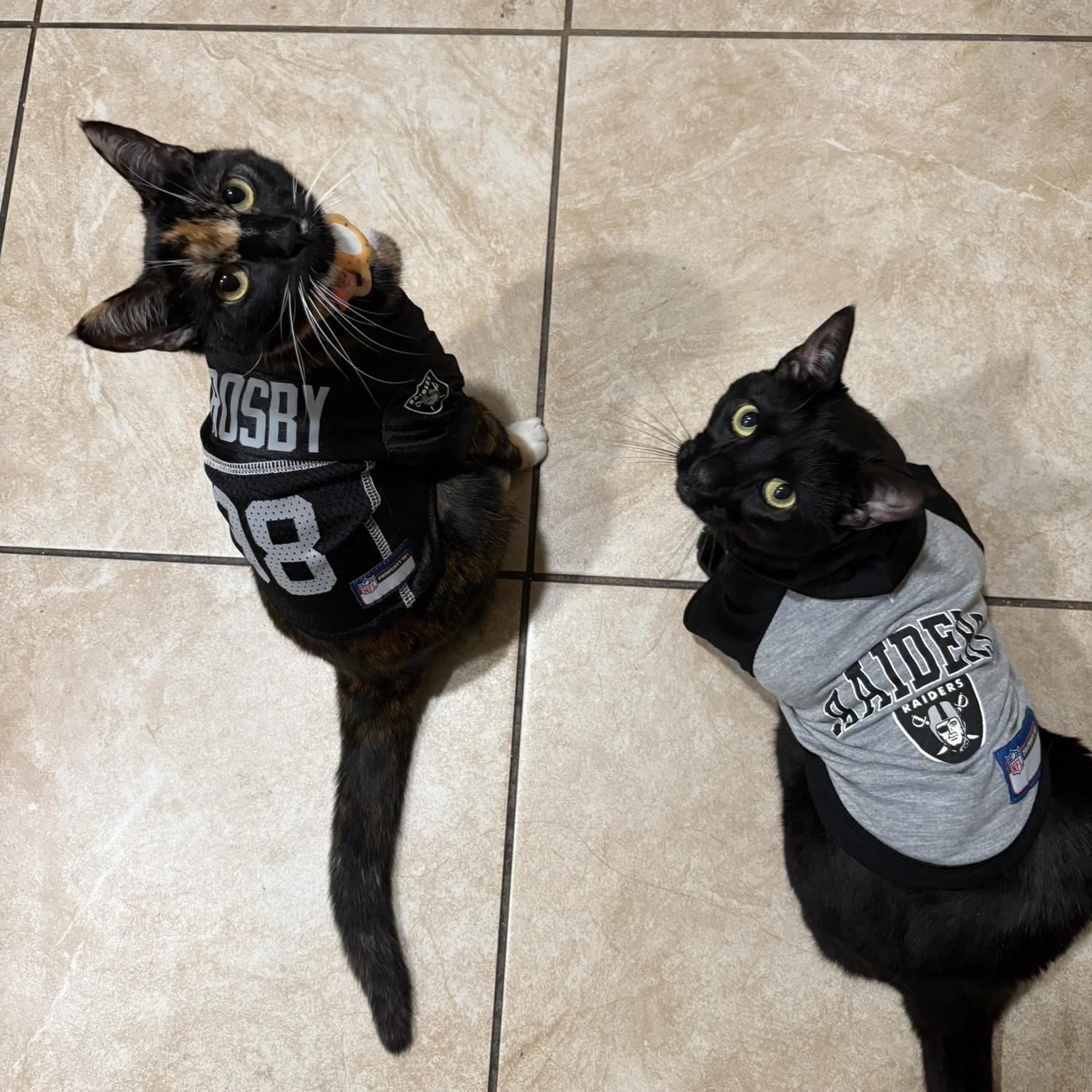 Our cats! GO RAIDERS!