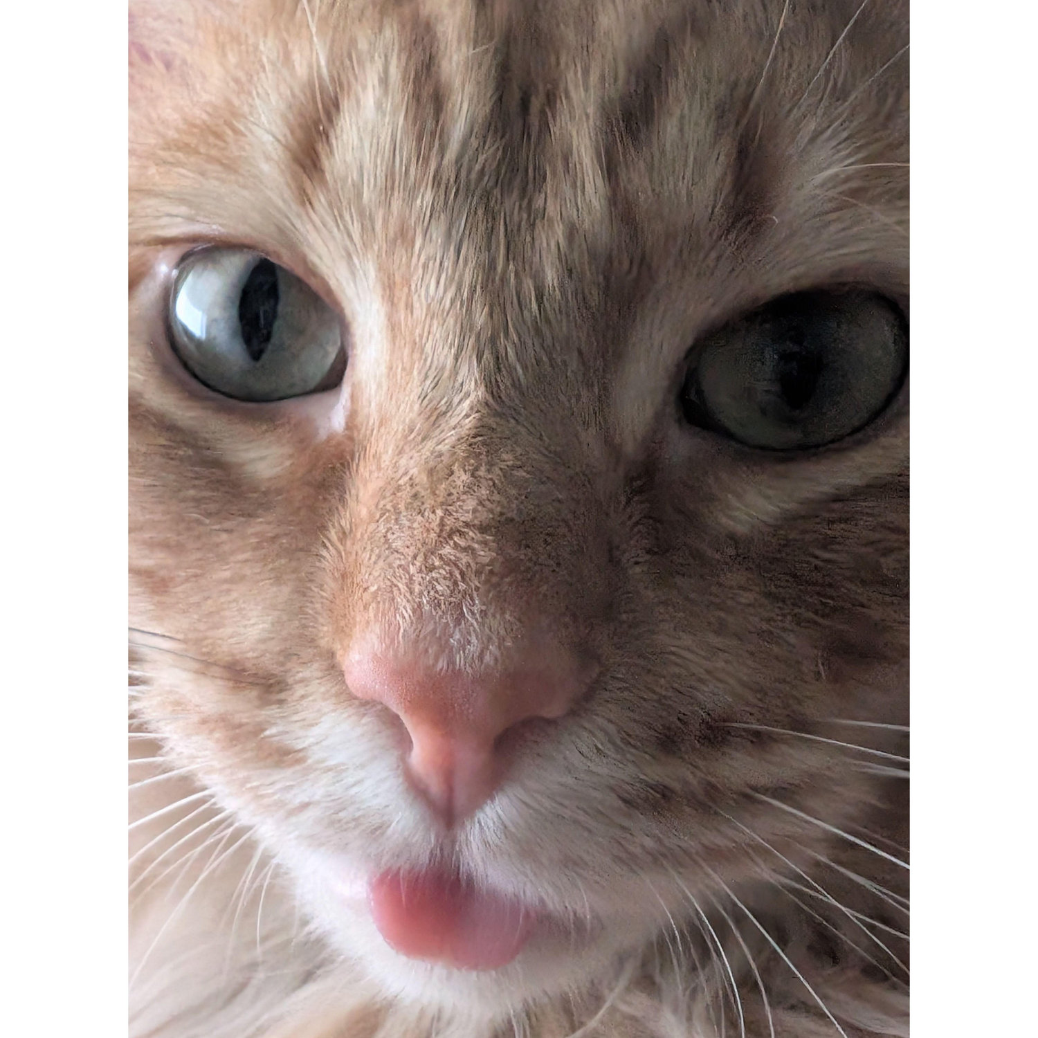 Chico is derpy.