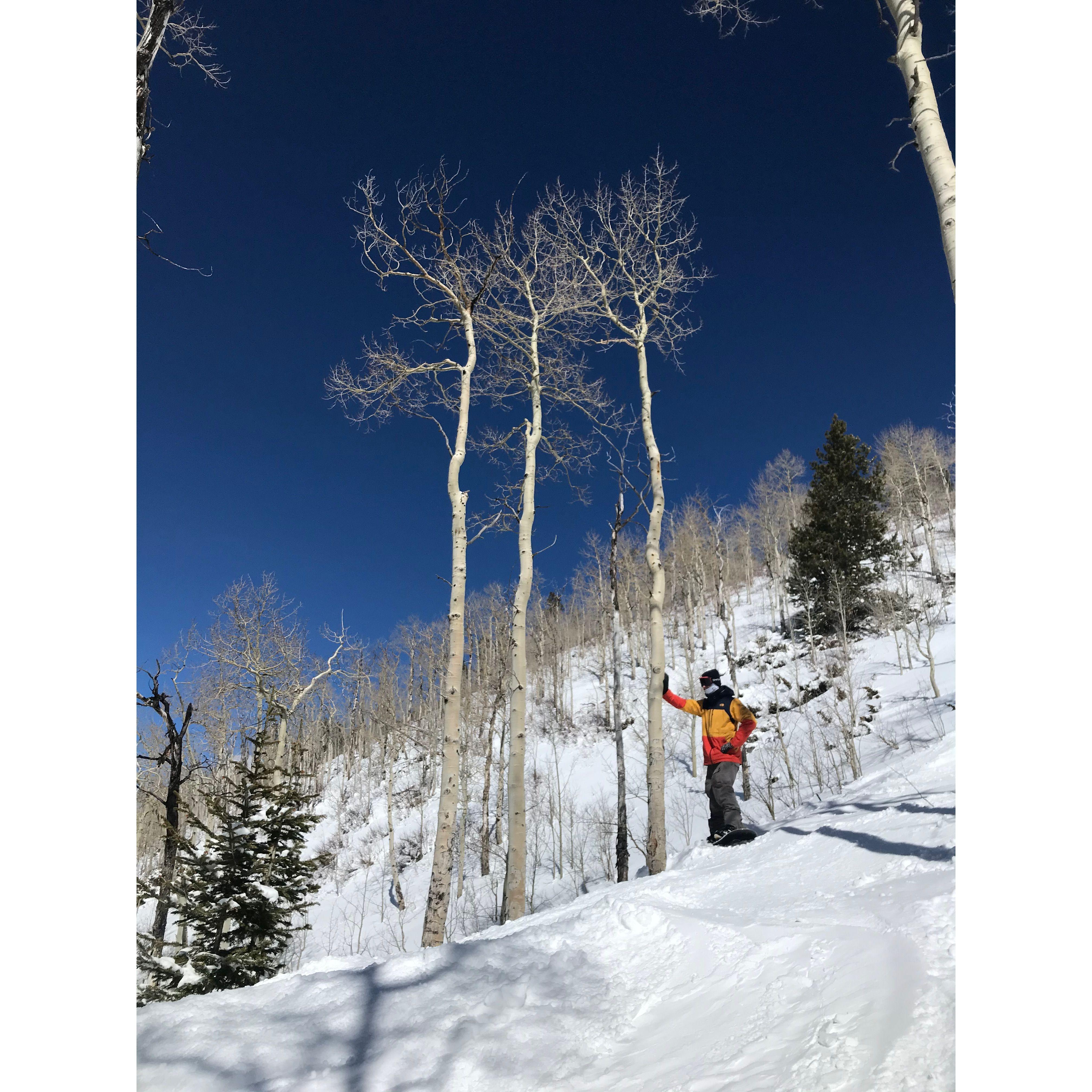 Beaver Creek trees - one of our favorite places to be!