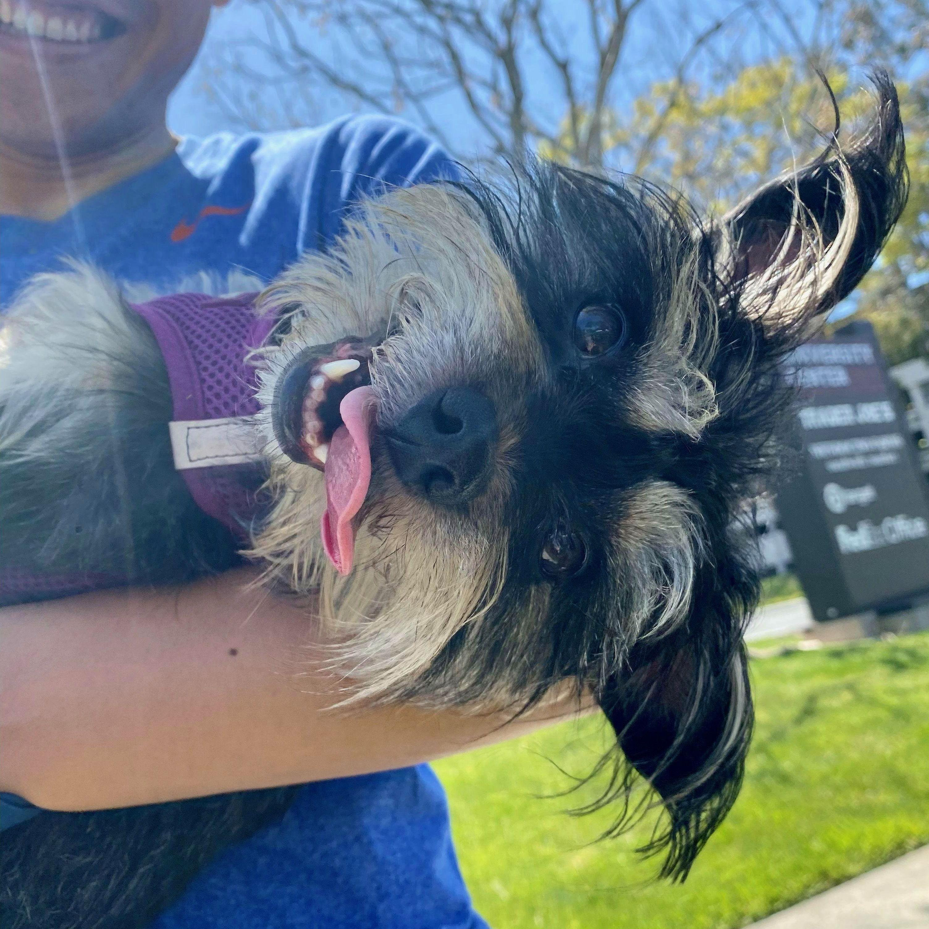 Just a fun picture of our sweet Penny. (Summer 2021)