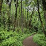 Forest Park