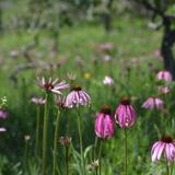 Missouri Wildflowers Nursery