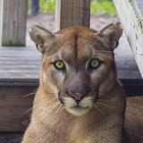 Busch Wildlife Sanctuary