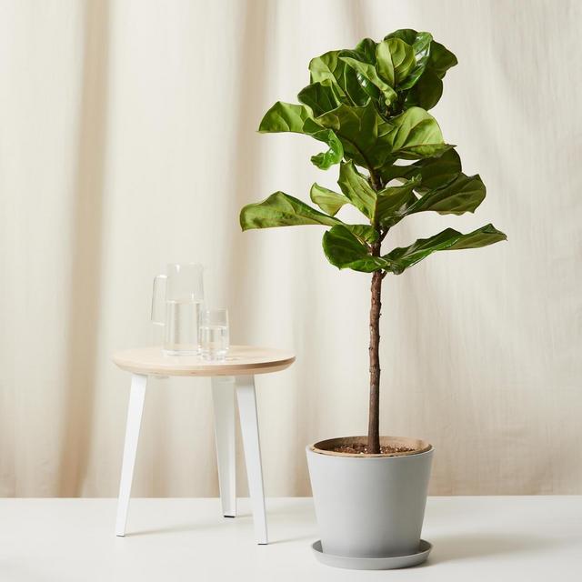 Fiddle Leaf Fig