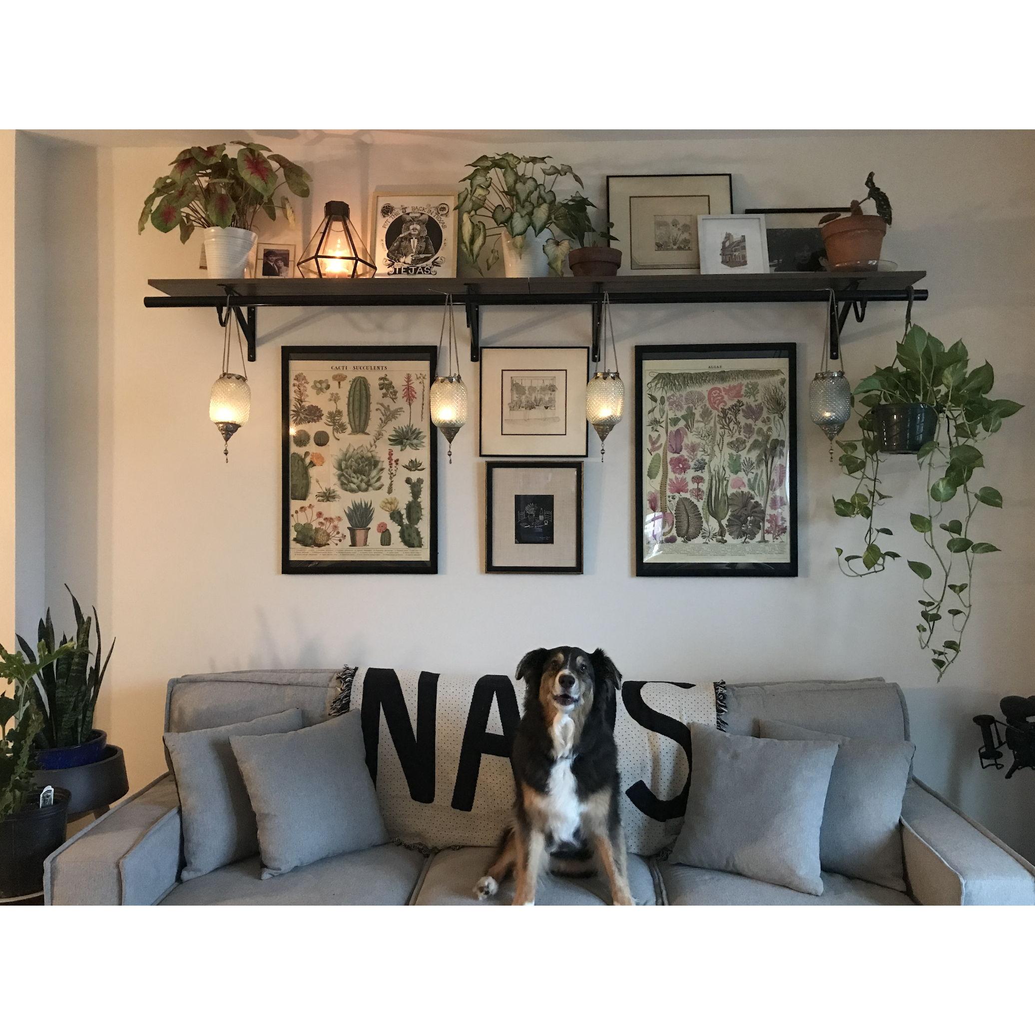 Joe, Jennie & Bogey move in together in 2020
