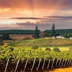 Local Wineries