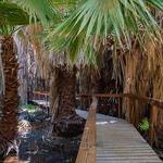 Coachella Valley Preserve - Thousand Palms Oasis Preserve