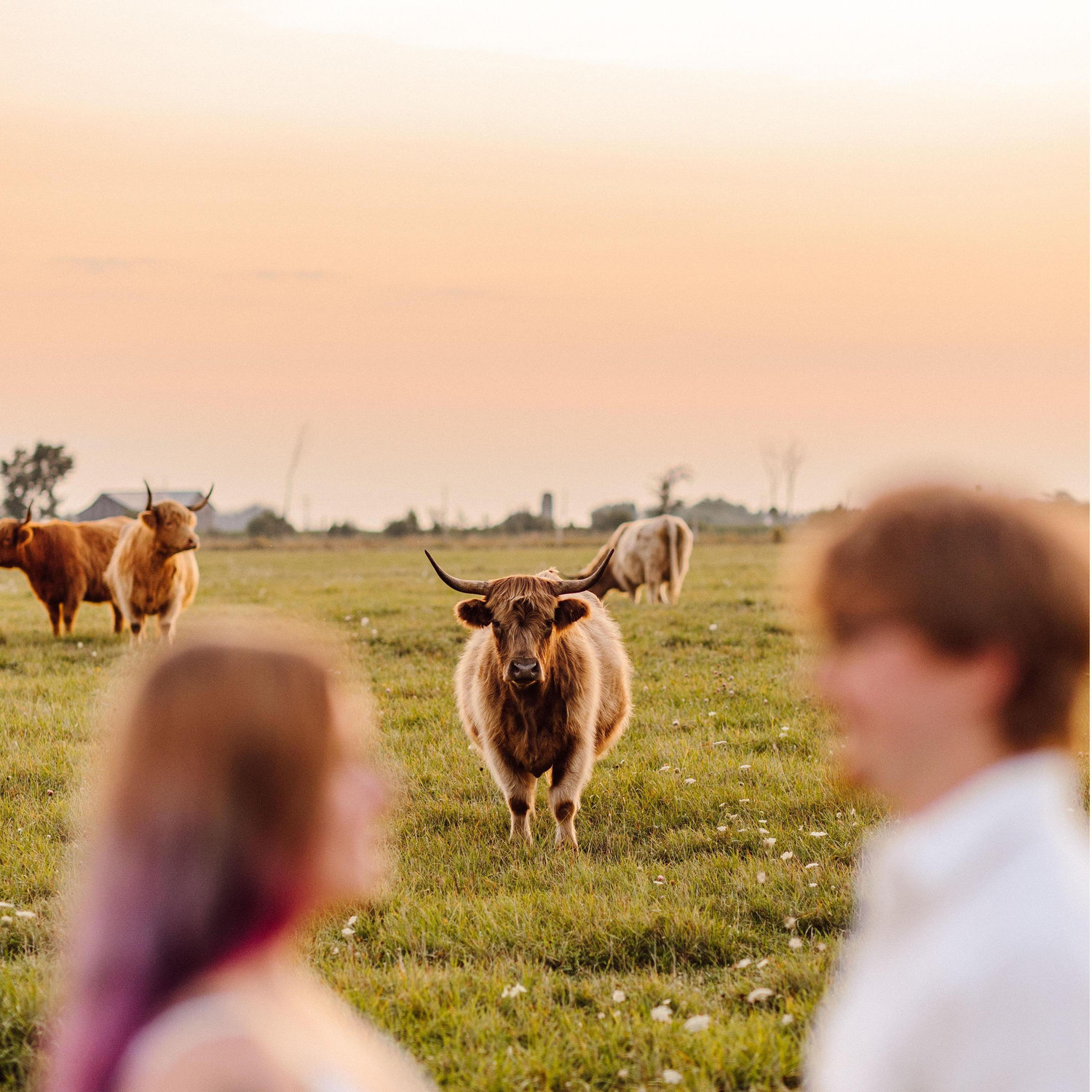 Highland Cow Engagement Photos!!