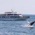 Hyannis Whale Watcher Cruises
