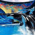 SeaWorld        San Antonio