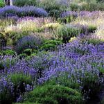 Cape Cod Lavender Farm