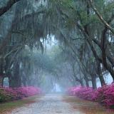 Bonaventure Cemetery