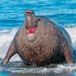 Elephant Seal Vista Point