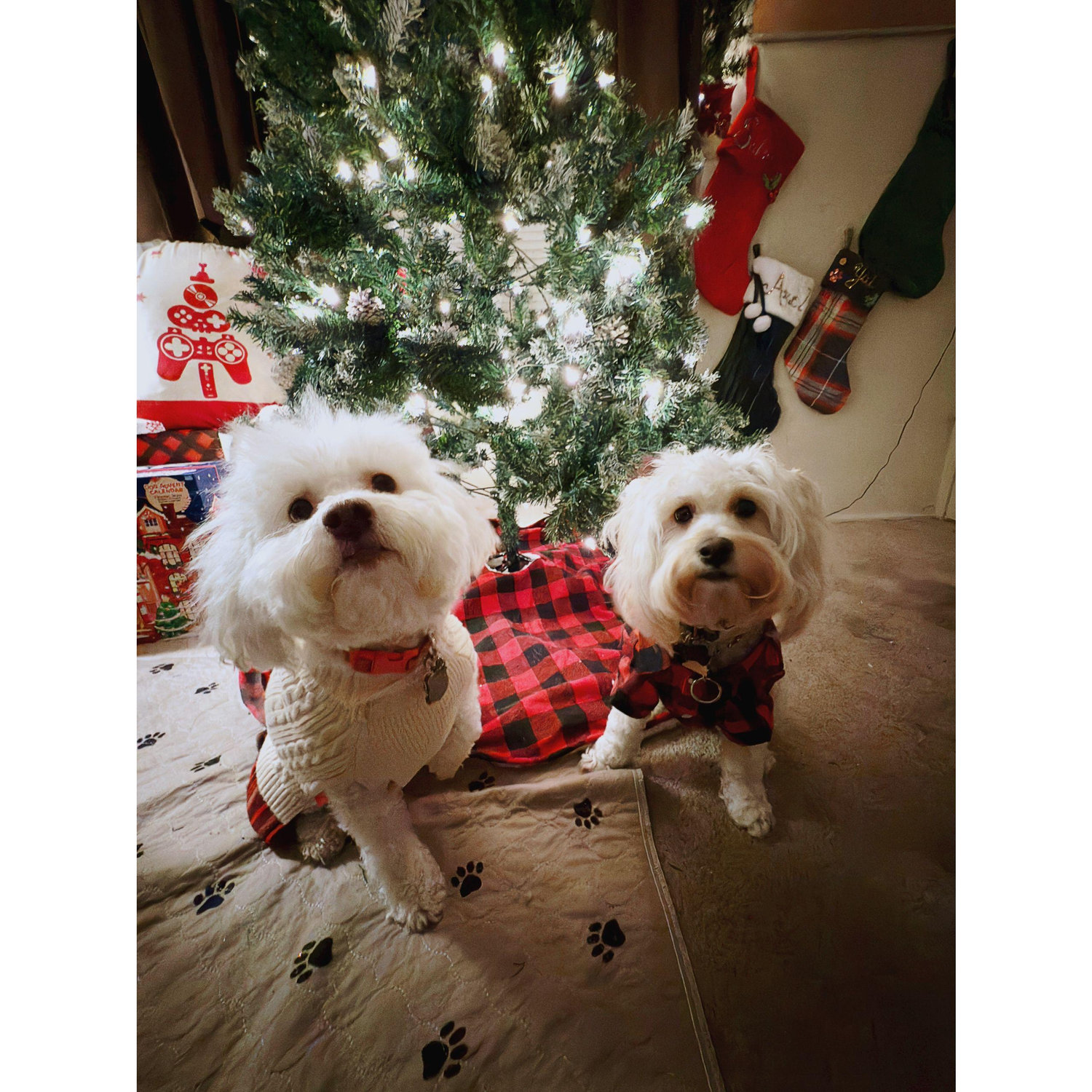 Christmas with the fur babies! Yui and Axel! 2024