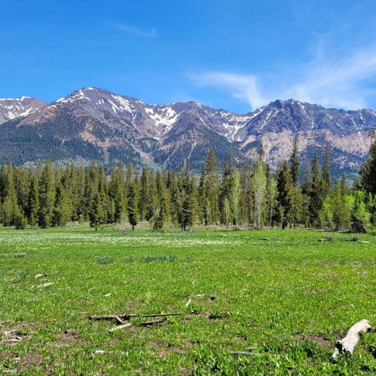 Meadow