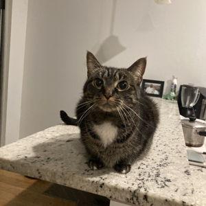 CHEWY eGift Card, Chewy Pet Lovers, $50 - Chewy.com