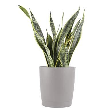Costa Farms Premium Live Indoor Snake Sansevieria Floor Plant Shipped in Décor Planter, 2 to 3-Feet Tall, Grower's Choice