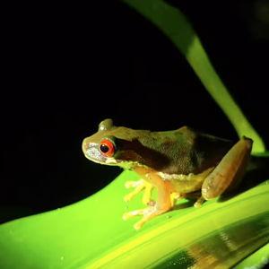Cloud Forest night tour