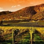 Wine Tasting