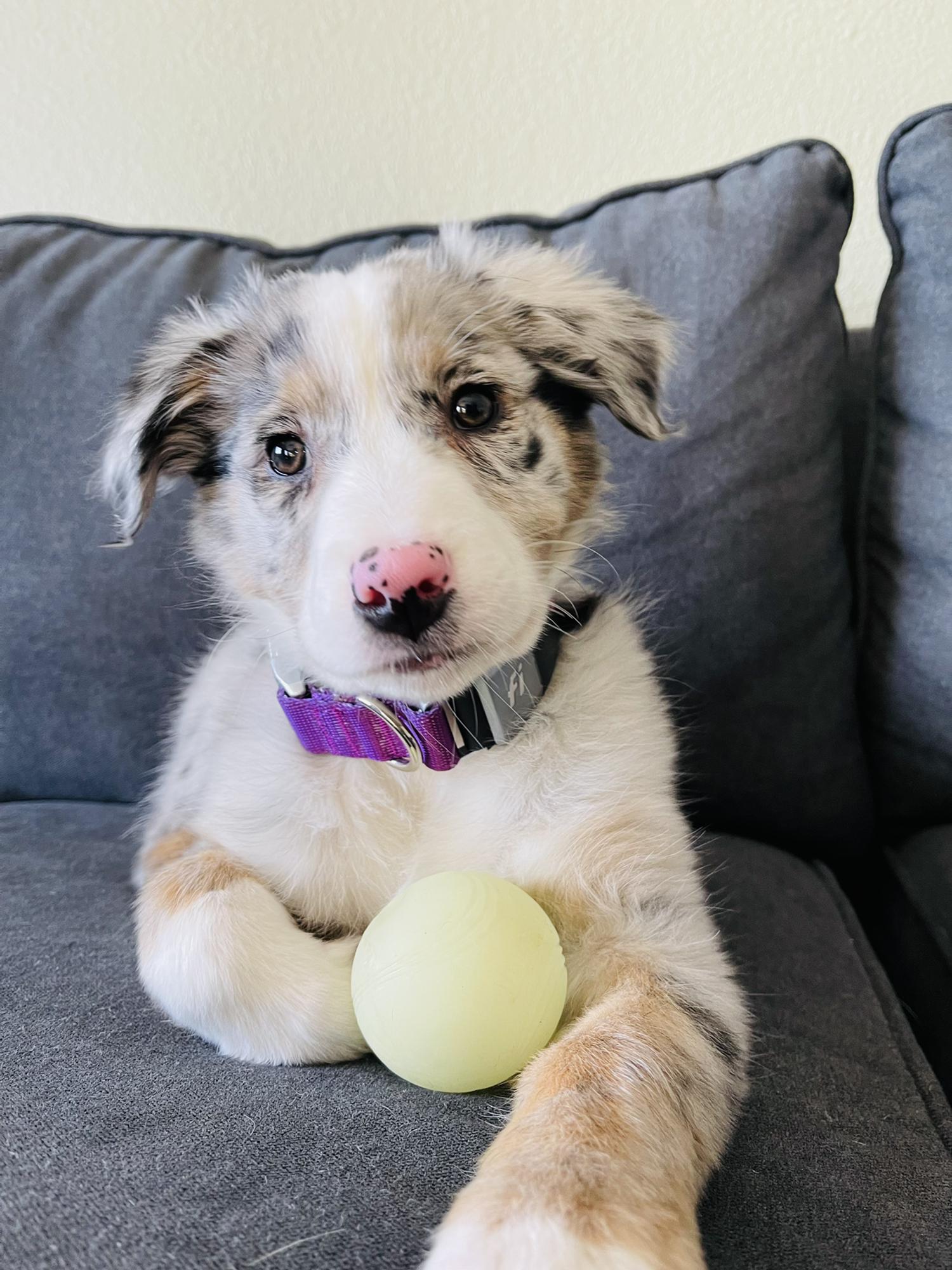 Callie is Andrea and Jordon's Australian Shepherd! Jordon and Andrea like to refer to her as their little terrorist because she is absolutely wild and crazy but oh so sweet!