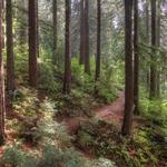 Hoyt Arboretum