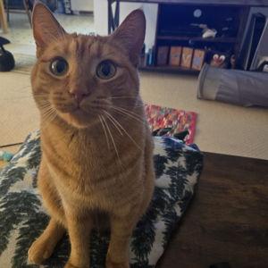Crouton's Pet Fund