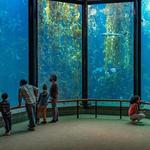 Monterey Bay Aquarium