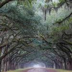 Wormsloe Historic Site