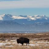 Rocky Mountain Arsenal National Wildlife Refuge