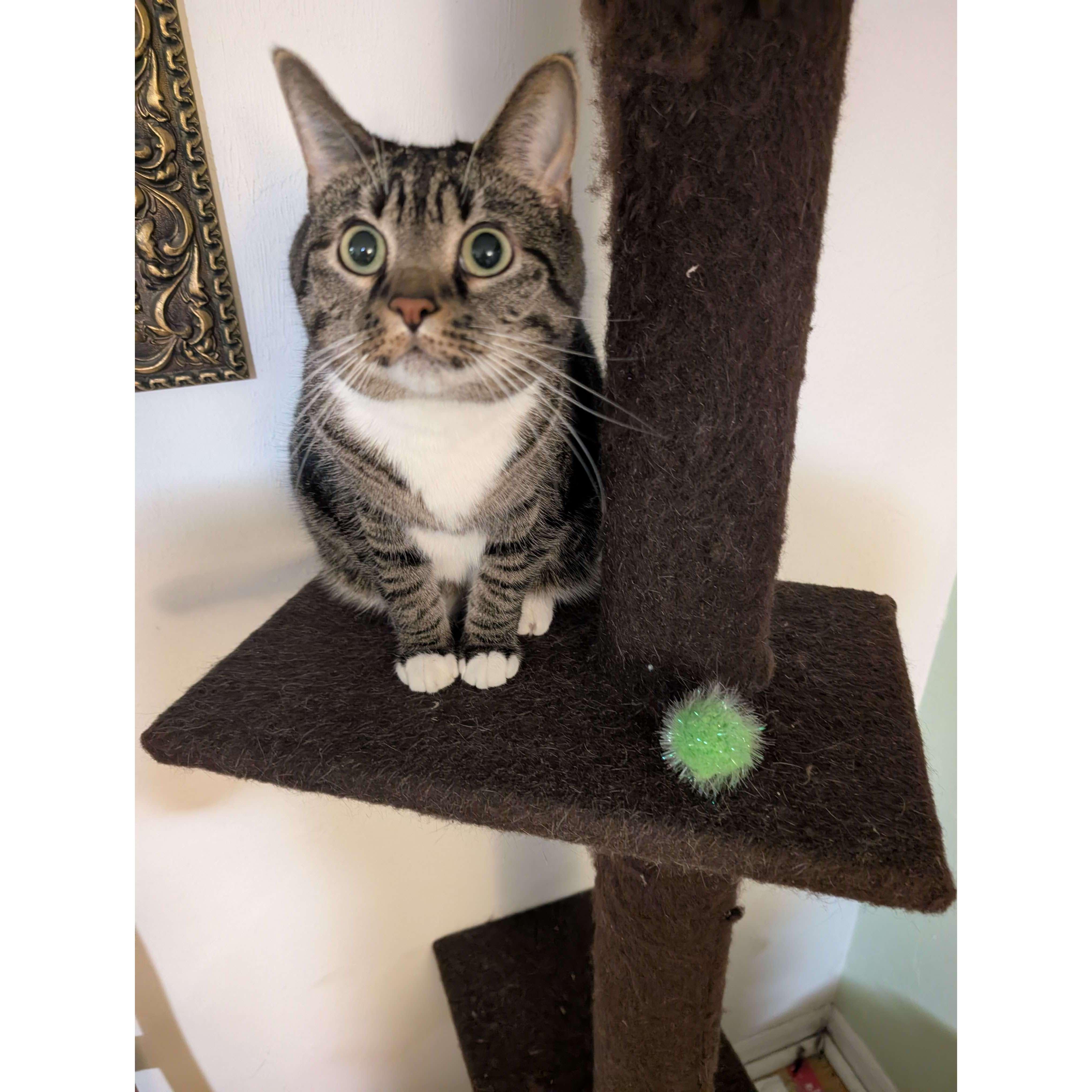 Our other cat, Muffin, declined our wedding invite because she's shy :( But she'll be spending the evening with her favorite toy (pictured)