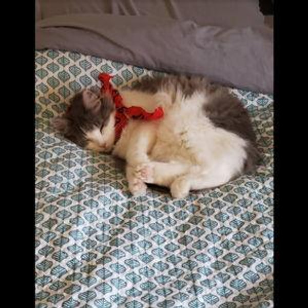 New bed