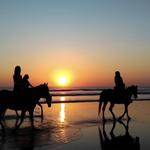 CJM Country Stables