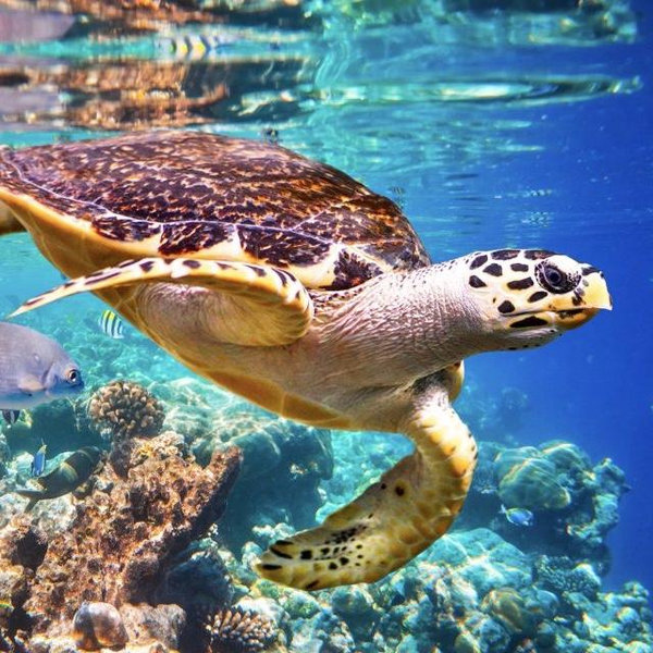 Snorkeling with Sea Turtles - Honeymoon Fund
