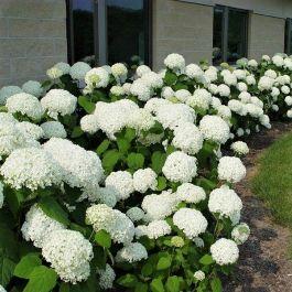 Annabelle Hydrangea!