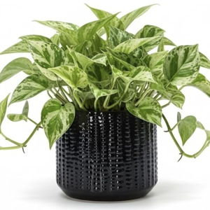 Ceramic Planter Pot with Drainage Hole, 5 Inch Dia, Indoor and Outdoor, Home Patio Garden, Plants&Flowers, Textured Round (Black)