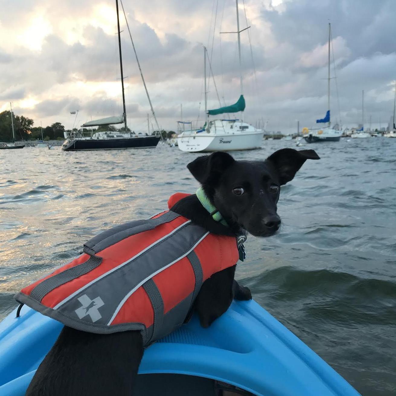 Boone, the 'adventure against his will dog' always along for the ride.