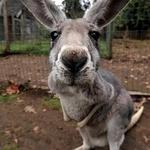 The Outback Kangaroo Farm