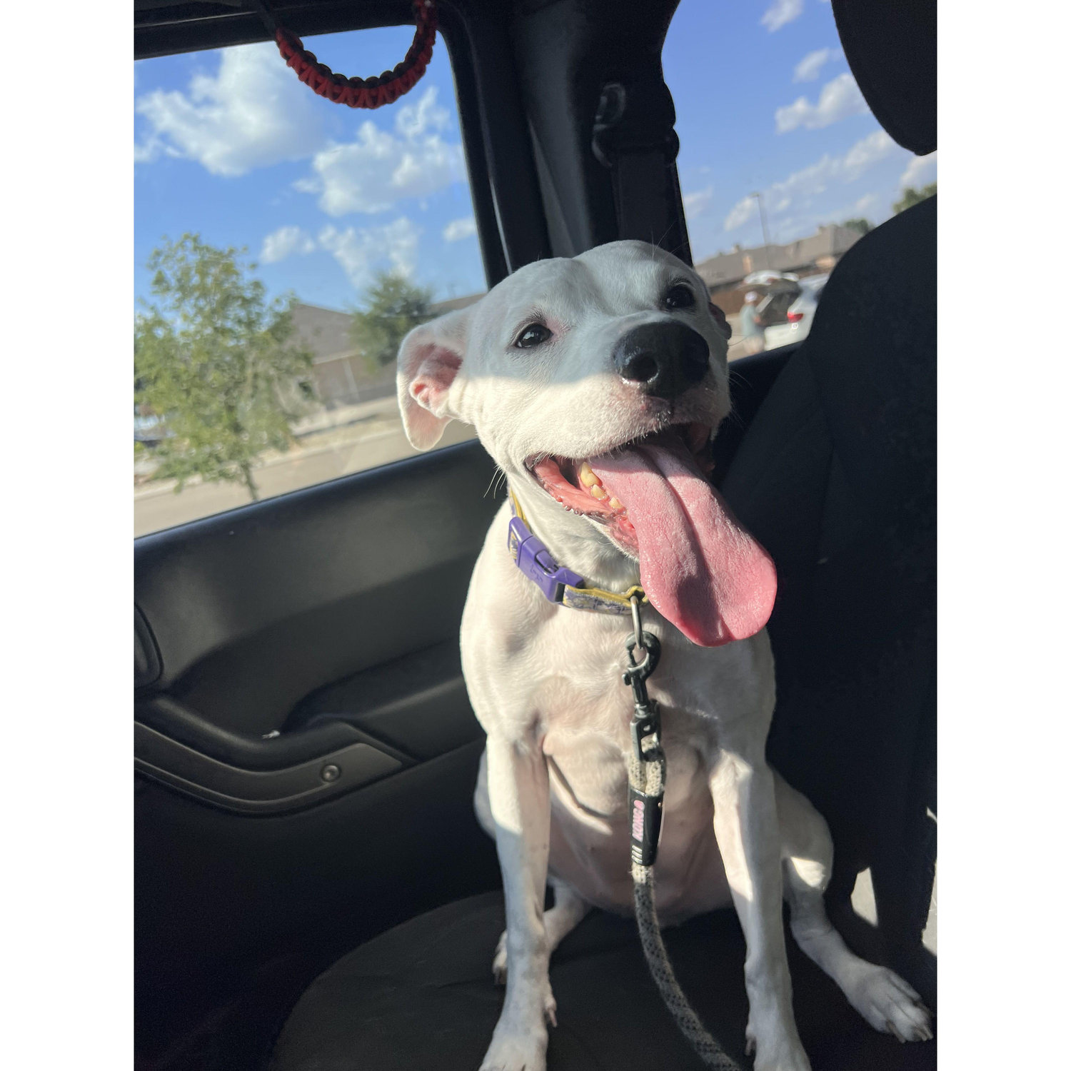Daisy riding shotgun in the Jeep