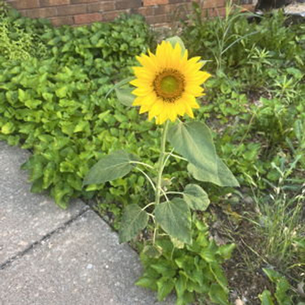 Backyard Garden Bundle