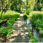 Rasmussen Woods