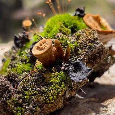 2025 Mushroom Society of Utah membership