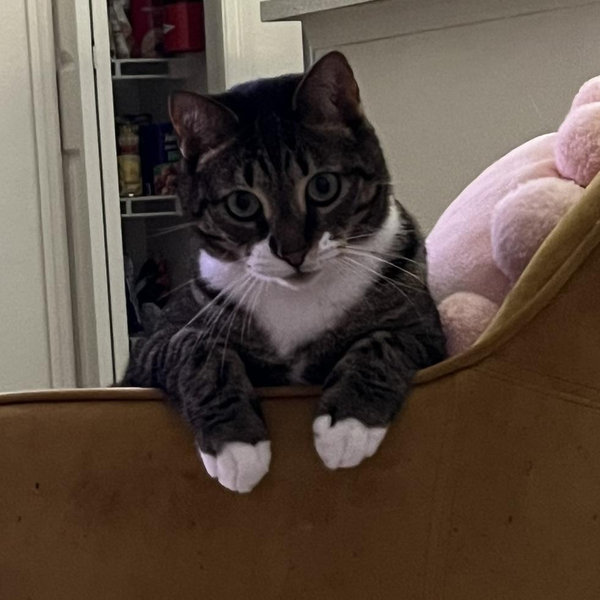 Theo's Tuna Fund