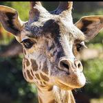 Santa Barbara Zoo