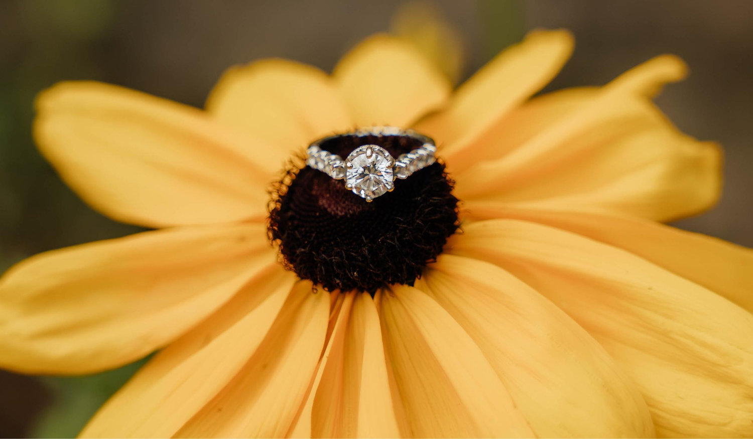 The Wedding Website of Sydney Colwell and Joseph Sarich