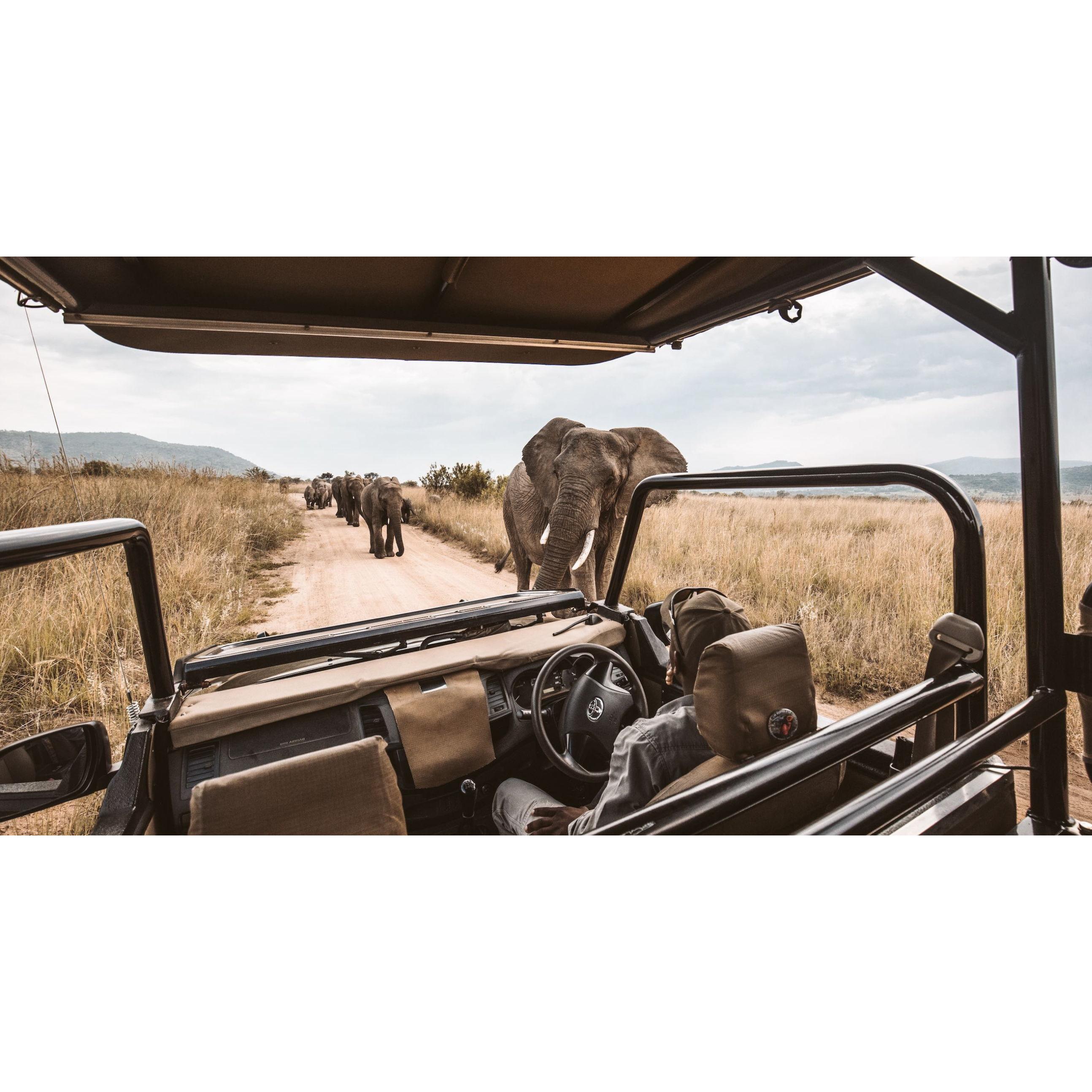 Big Five Safari Experience