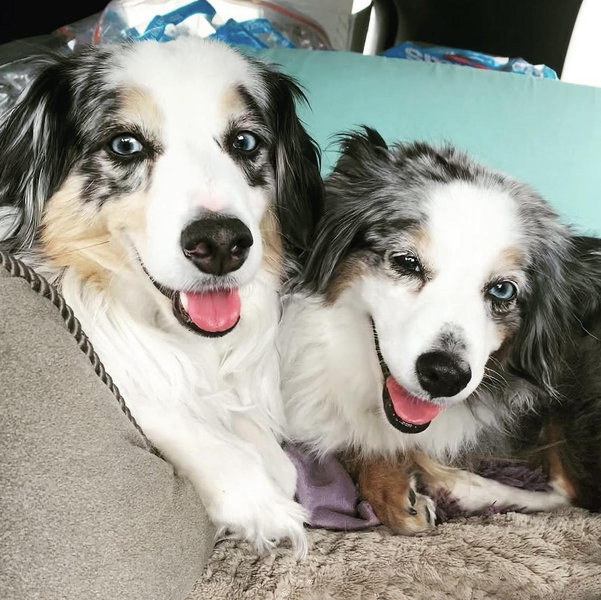 Year's Supply Of Pet Treats + Dog Friendly Activity Fund