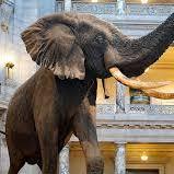 Smithsonian National Museum of Natural History