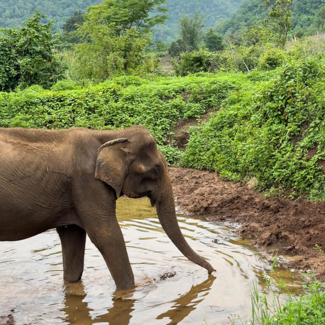 Elephant Sanctuary