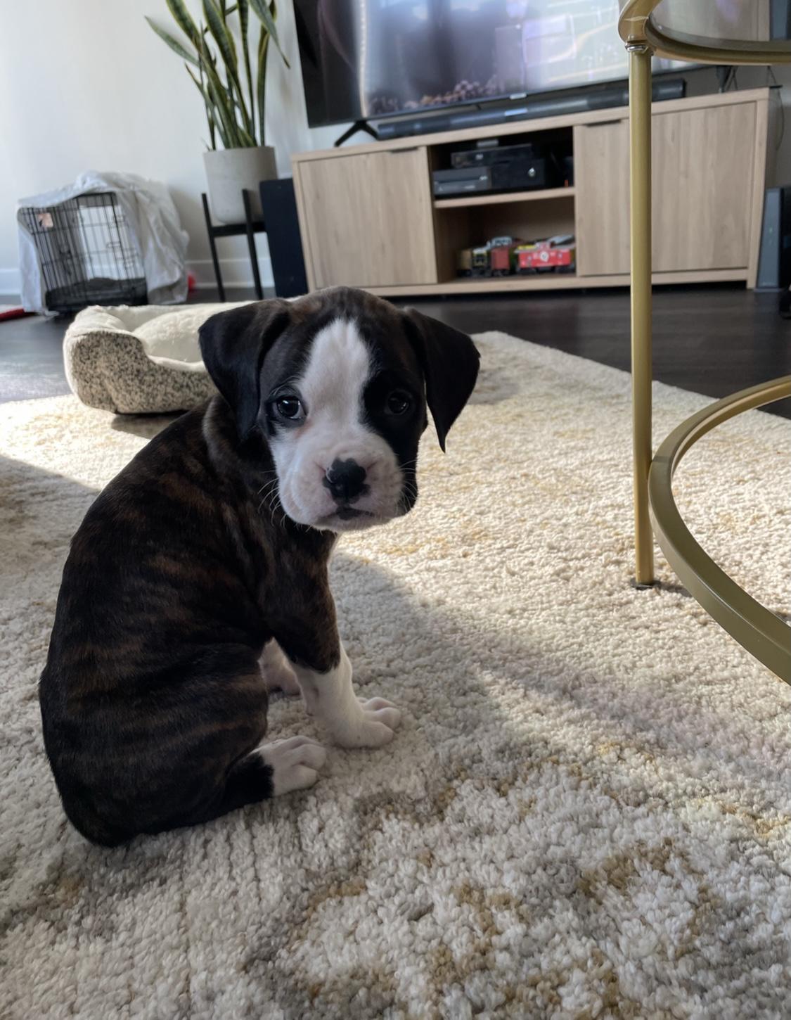 BABY RIDGE